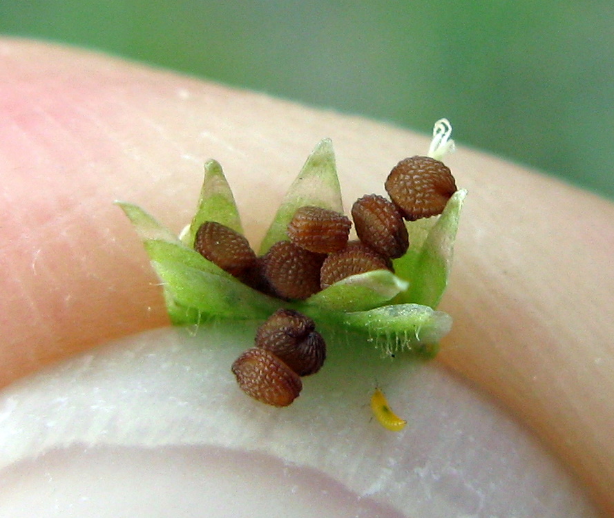 Chickweed seed AgFarm May 2010